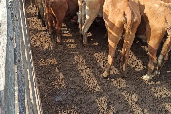 Demoraron a camioneros que transportaban animales vacunos con irregularidades