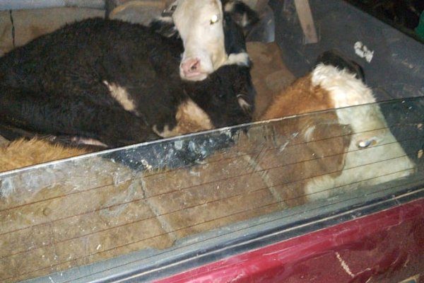 La Policía recuperó dos animales vacunos y detuvo a cuatro personas