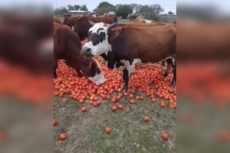 En Corrientes, productores alimentan a cerdos y vacas con tomates por los bajos precios que les pagan
