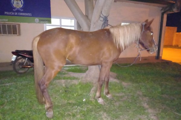 La Policía halló y recuperó un animal equino que fuera denunciado como sustraído