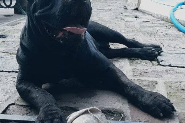 La Policía logró recuperar un perro que fue robado