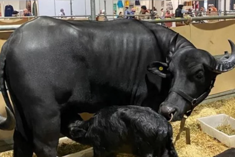 La cría de una búfala correntina, el primer nacimiento en la Rural de Palermo