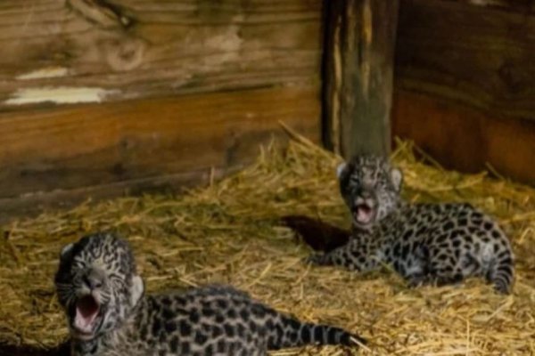 Furor viral para elegir los nombres de 2 yaguaretés recién nacidos en silvestría