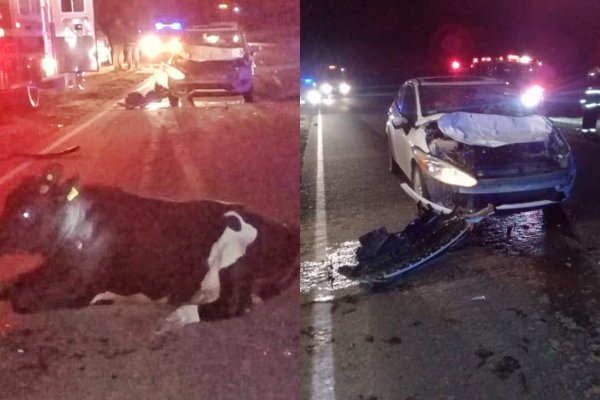 Un nuevo accidente por causas de animales sueltos en la ruta