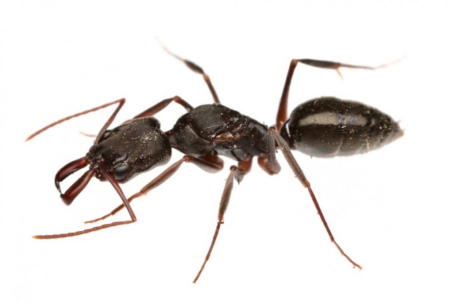 Corrientes: descubrieron poblaciones de hormigas útiles para la producción de naranjas