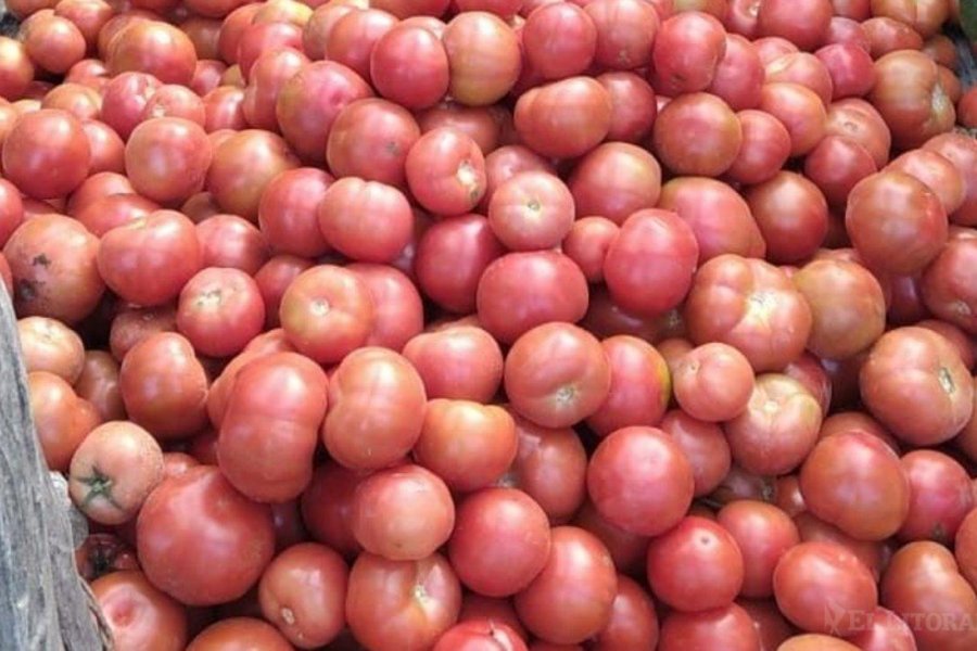 Productores correntinos ofrecerán tomate a precios ultra rebajados