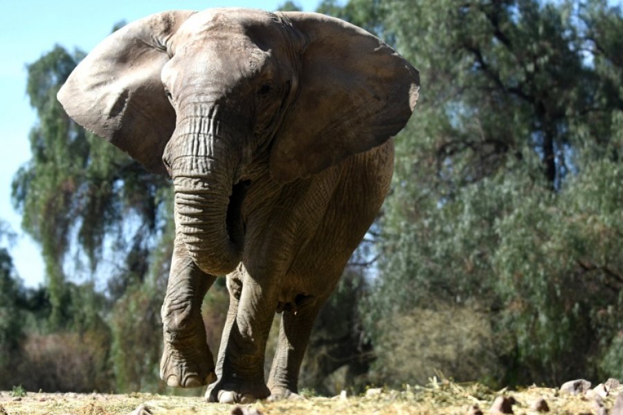 Autorizaron el traslado de la elefanta Kenya desde Mendoza hasta un santuario de Brasil