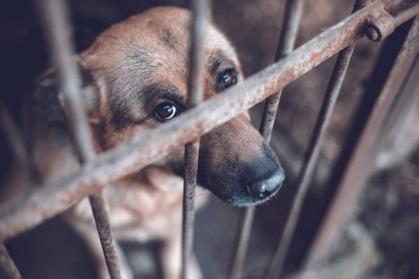 Presentaron un proyecto de Ley para erradicar la crueldad contra animales