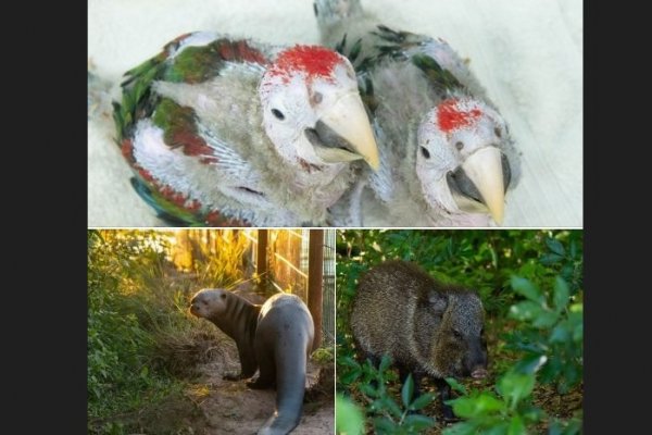 Murieron dos pichones de guacamayos, una nutria gigante y un pecarí en el Iberá