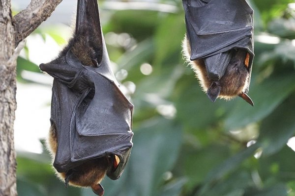 Registraron otra nueva especie de murciélago y ya son 35 las que habitan Corrientes