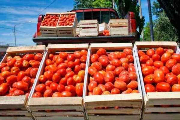 Goya: Este sábado tomateros rematarán nuevamente su producción
