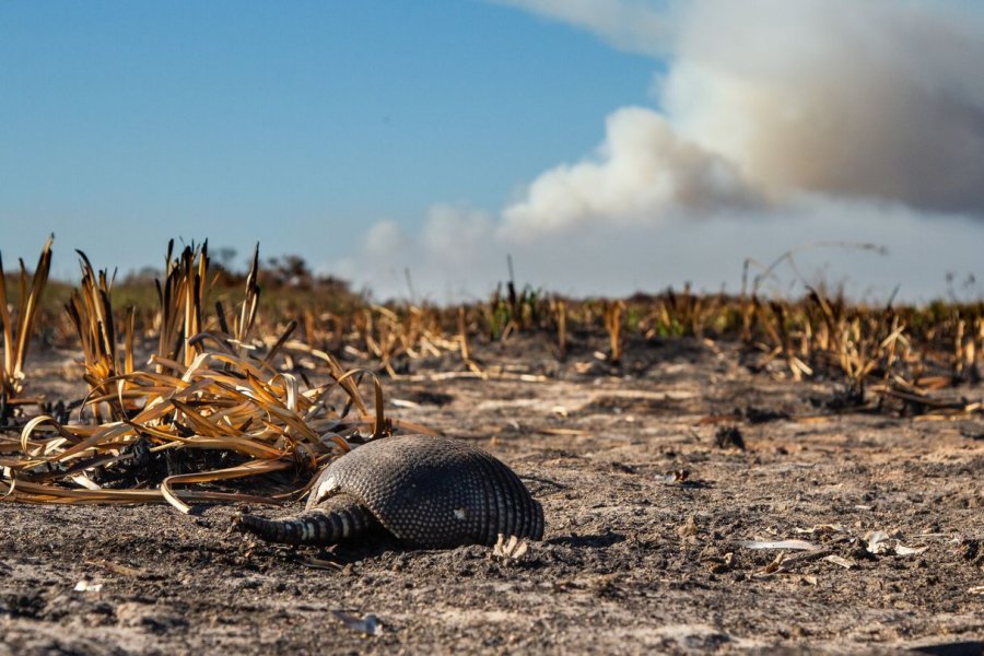 Ya se recuperó más del 80% del Parque Nacional Iberá, a cinco meses de los incendios