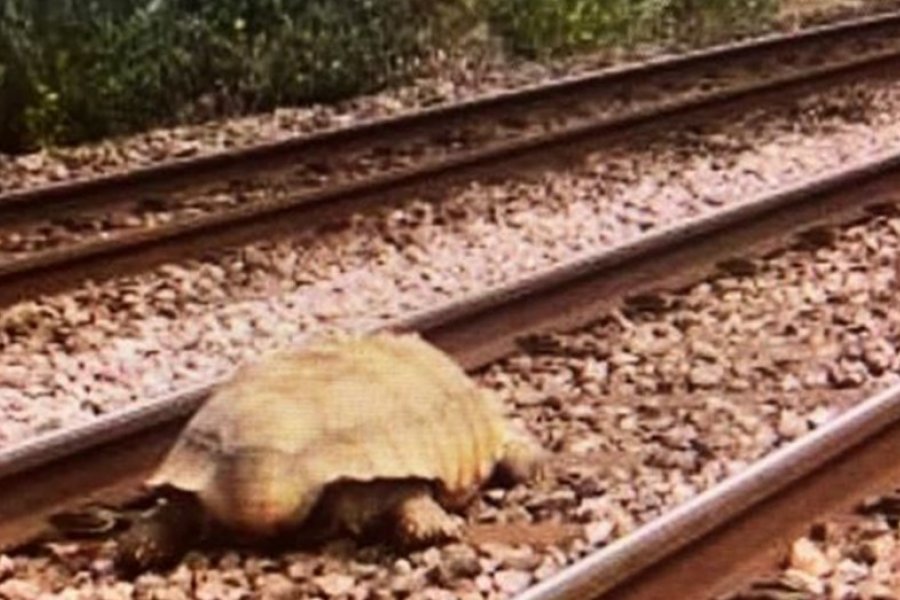 Una tortuga gigante interrumpió la circulación de trenes durante una hora y media en Inglaterra