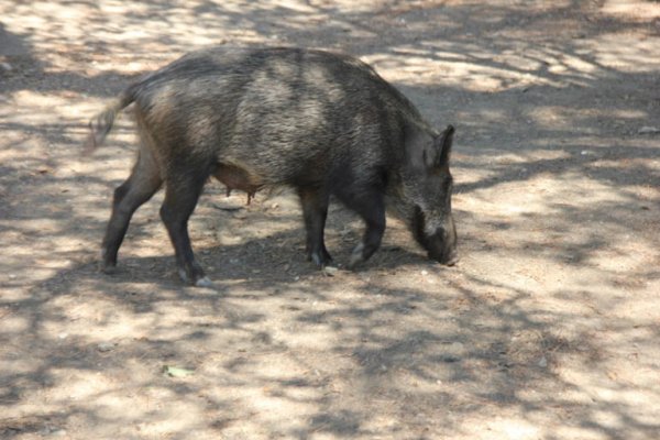 En España, un jabalí atacó a una niña en un paseo marítimo