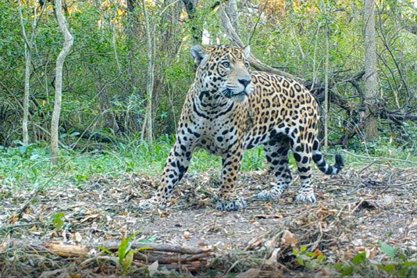 Casi 1500 visitas recibió el Parque Nacional El Impenetrable