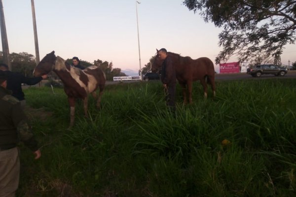 Secuestraron tres animales equinos sueltos en la vía pública, denunciados como sustraídos