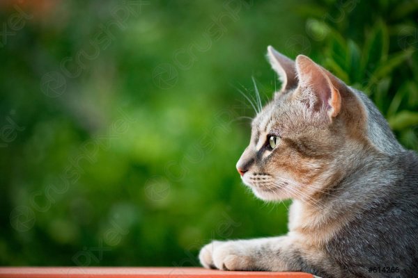 Por qué se celebra el Día Internacional del Gato