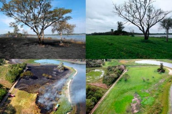 La increíble recuperación de los Esteros del Iberá tras el fuego devastador