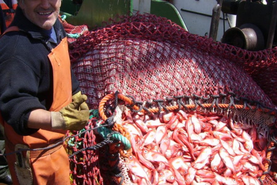 El recurso pesquero de Chubut se procesa hasta en Misiones y Corrientes