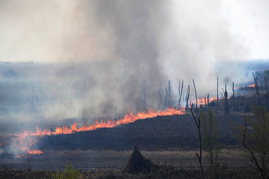 Sequía, quema intencional y falta de acción: qué hay detrás de los incendios que arrasan el Delta