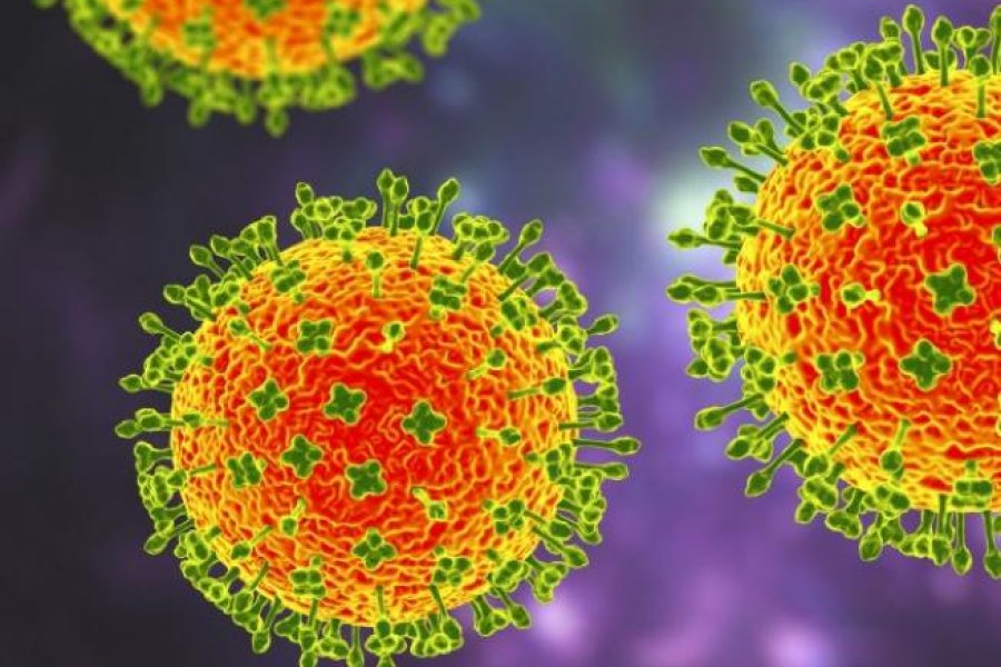 Alerta por casos de Henipavirus en China