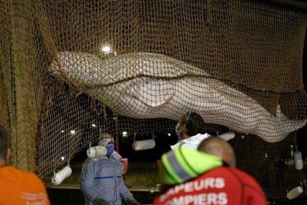 Sacrificaron a la beluga que se había perdido en el río Sena