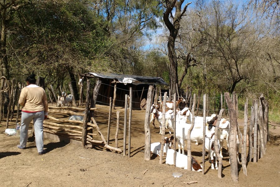 Brucelosis en Cabras: una investigación en El Impenetrable arroja resultado llamativo