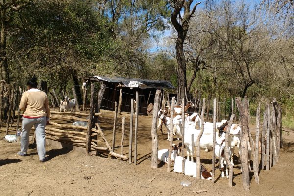 Brucelosis en Cabras: una investigación en El Impenetrable arroja resultado llamativo