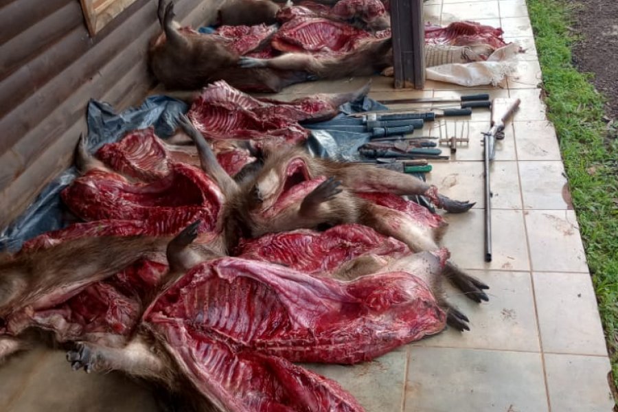 Demoraron a cinco cazadores y secuestraron más de 15 animales autóctonos faenados