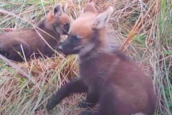 Los cachorros de aguará guazú cumplieron dos meses