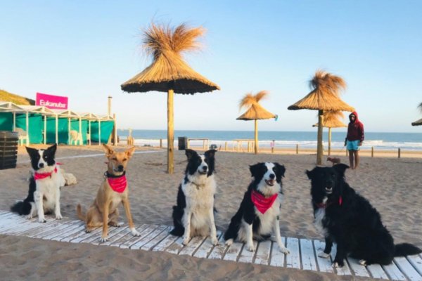 Se aprobaría la creación de un balneario para mascotas en Corrientes