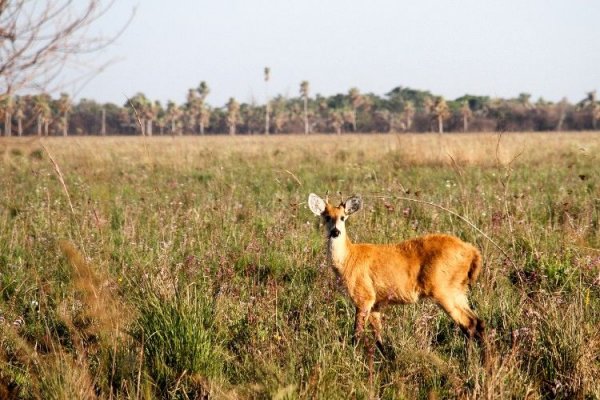 Corrientes está recuperando su ecosistema luego de los incendios