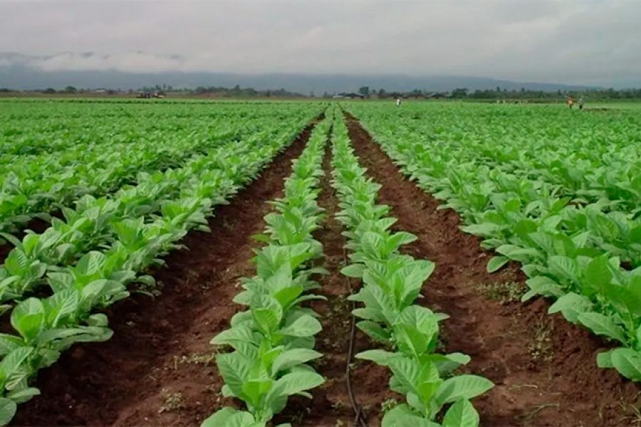 Corrientes es una de las provincias productoras de tabaco que recibió el Fondo Especial