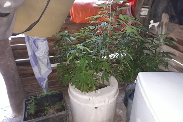 Detuvieron a una mujer que tenía 35 plantas de marihuana en su casa