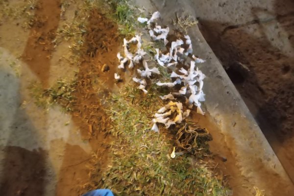 La Policía demoró a dos jóvenes y en cuyo poder incautaron 51 bochitas de marihuana