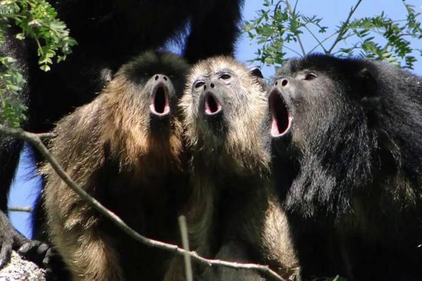 Científicos correntinos investigan a los monos aulladores como centinelas de enfermedades virales