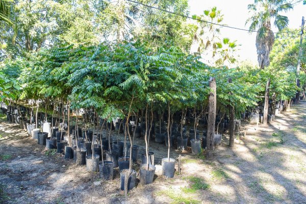 Ya plantaron 2.000 árboles en barrios y espacios públicos de la ciudad