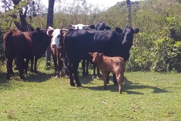 Recuperan animales vacunos