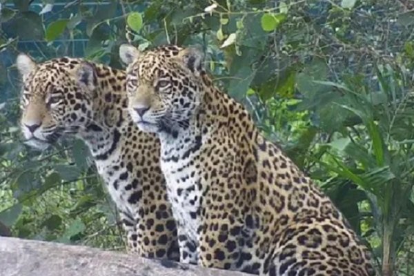 Corrientes: Ya son diez los yaguaretés que habitan los Esteros del Iberá