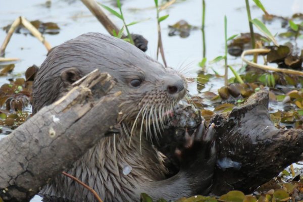 Lobito de Río, buscan conocer más sobre uno de los monumentos naturales de Corrientes