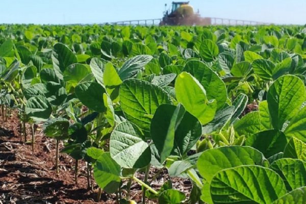 En San Carlos se sembró el primer lote de soja de la campaña 2022-23 del país