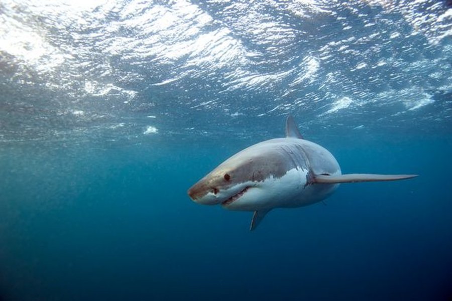 Una mujer murió por el ataque de un tiburón toro frente a su familia en las Bahamas