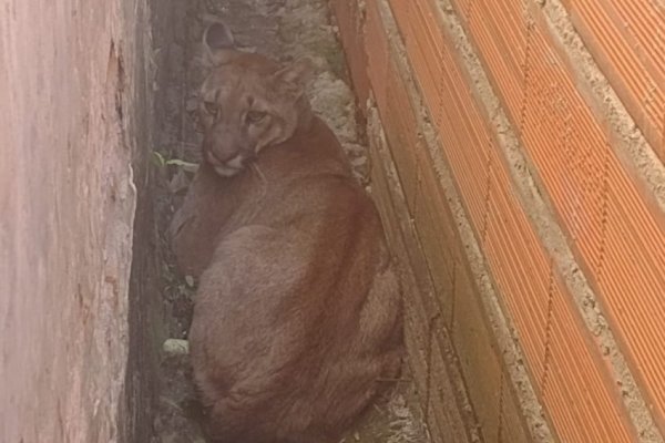 Sorpresa: Apareció un puma en una casa