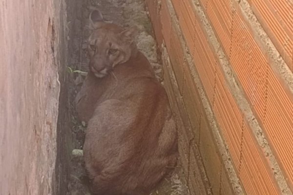 Sorpresa: Apareció un puma en una casa