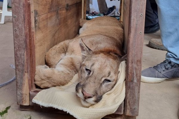 El puma rescatado en la localidad de Mariano I. Loza fue liberado en el Parque Iberá