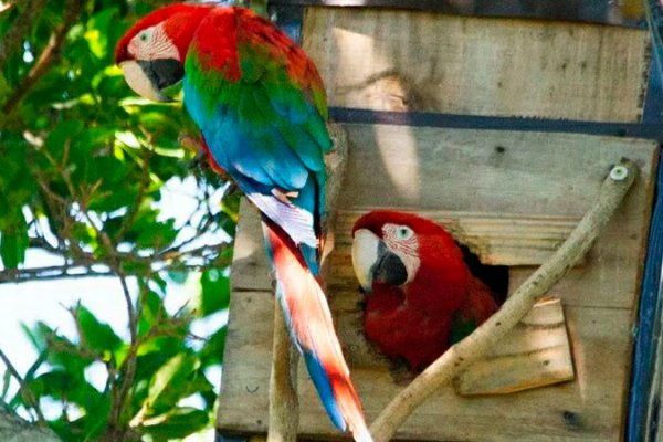 La historia de los guacamayos que se salvaron de los incendios y vuelven a los Esteros del Iberá