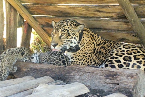 El Iberá ya tiene una docena de yaguaretés viviendo el libertad