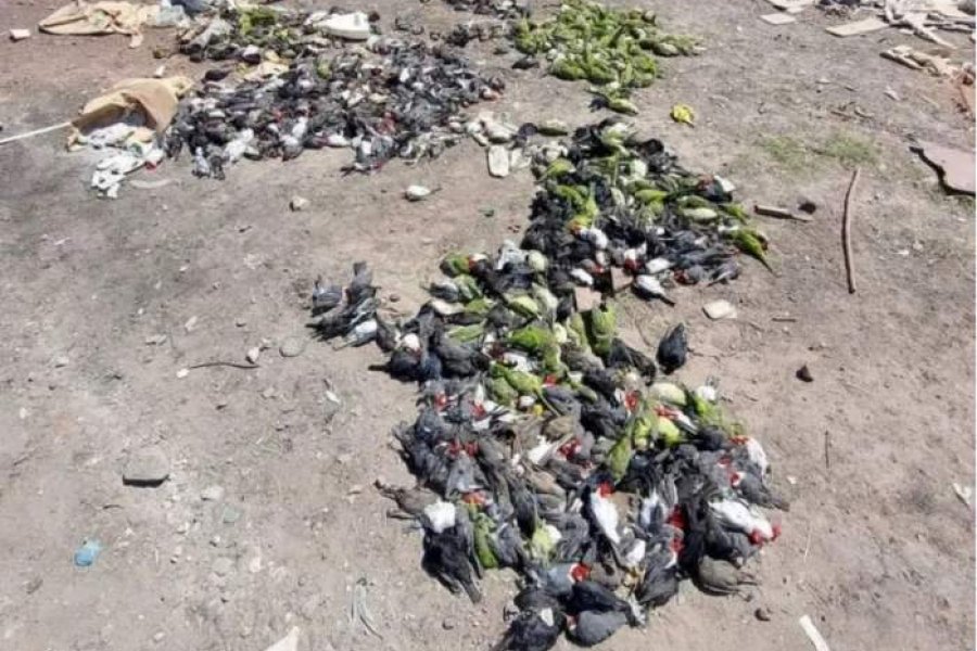 Encontraron cientos de aves muertas en un basural de Chaco