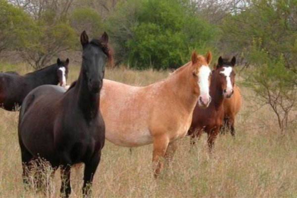 Denunciaron venta de carne de caballo en Mar del Plata