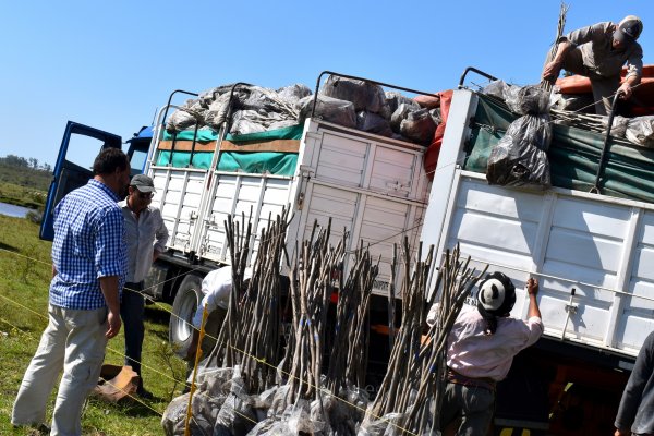 Curuzú se estrena como punto para el Plan Pecán y suma productores